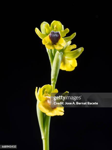 orchid , yellow ophrys (ophrys lutea), on black background,  valencia, spain - día 1 - fotografias e filmes do acervo