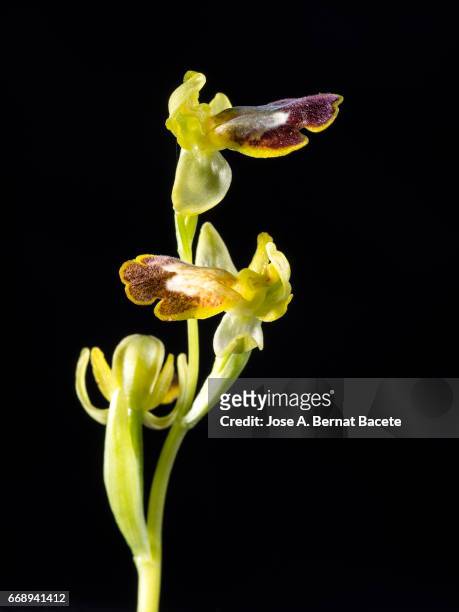 orchid , (ophrys lupercalis), on black background,  valencia, spain - frescura stock-fotos und bilder