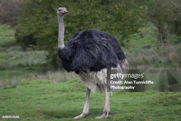 ostrich portrait - ostrich 個照片及圖片檔