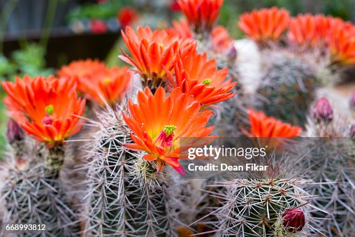 Orange Cactus Flowers Orange Cactus Flowers