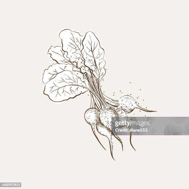 vintage style hand drawn vegetable with texture - beets stock illustrations