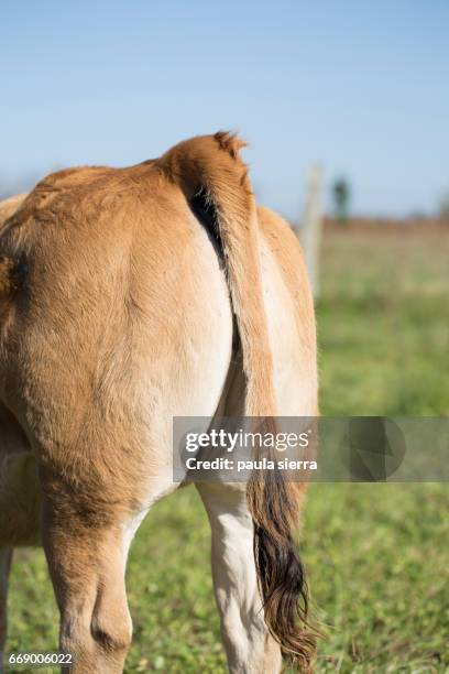 calf - cute cow stock pictures, royalty-free photos & images