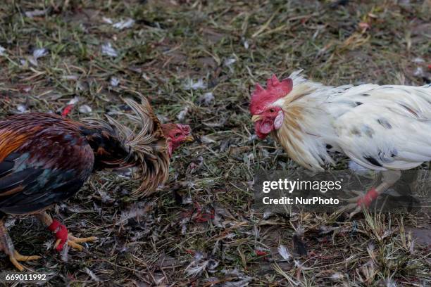 Two roosters is fighting during the sacred Aci Keburan ritual at Nyang Api Temple in Gianyar, Bali, Indonesia on on April 16th 2017. Cockfighting in...