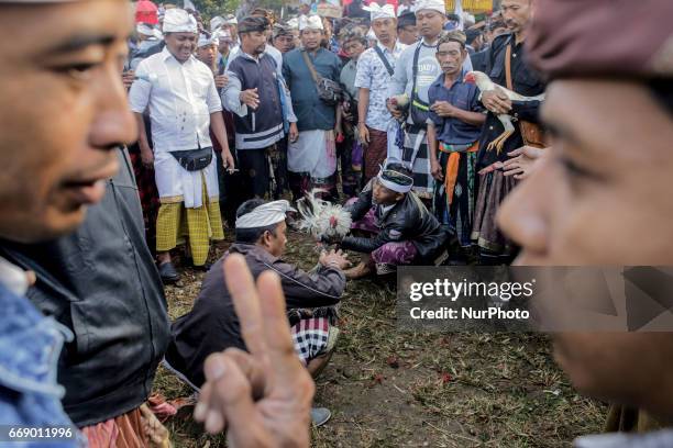 Balinese men dressed in traditional costumes bet as the roosters is ready to fight during the sacred Aci Keburan ritual at Nyang Api Temple in...