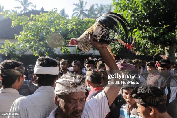 Balinese man dressed in traditional costumes carries his rooster during the sacred Aci Keburan ritual at Nyang Api Temple in Gianyar, Bali, Indonesia...