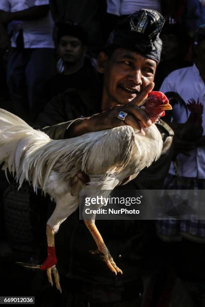 Balinese men dressed in traditional costumes prepare his roosters before fighting during the sacred Aci Keburan ritual at Nyang Api Temple in...