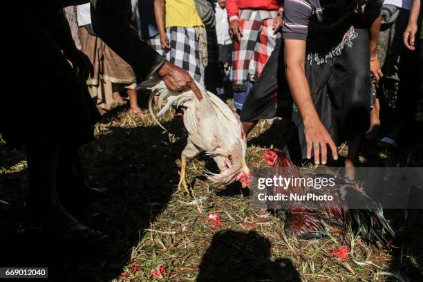 Balinese men takes their roosters after fighting during the sacred Aci Keburan ritual at Nyang Api Temple in Gianyar, Bali, Indonesia on on April...