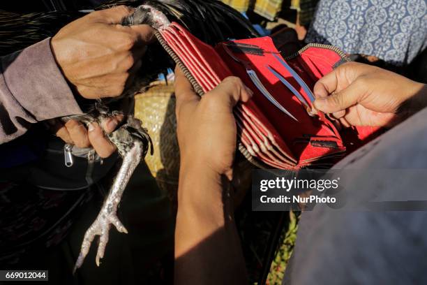 Balinese prepare his blades before putting on a roosters during the sacred Aci Keburan ritual at Nyang Api Temple in Gianyar, Bali, Indonesia on on...