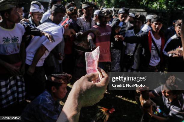 Balinese men bet for a rooster before fighting during the sacred Aci Keburan ritual at Nyang Api Temple in Gianyar, Bali, Indonesia on on April 16th...