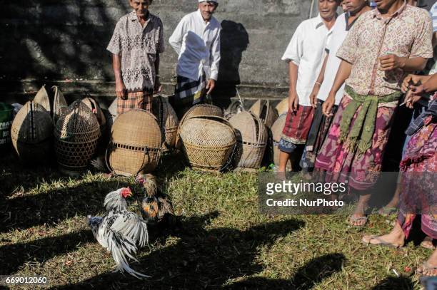 Balinese men dressed in traditional costumes watches roosters fighting during the sacred Aci Keburan ritual at Nyang Api Temple in Gianyar, Bali,...