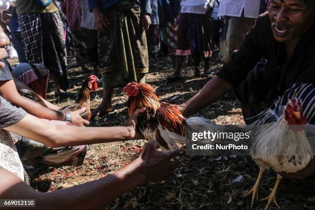 Balinese men dressed in traditional costumes looking for sparring partner roosters before fighting during the sacred Aci Keburan ritual at Nyang Api...