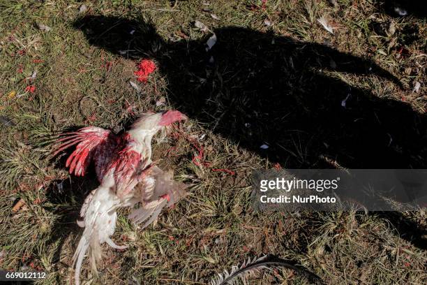 Dead rooster after loosing a match during the sacred Aci Keburan ritual at Nyang Api Temple in Gianyar, Bali, Indonesia on on April 16th 2017....