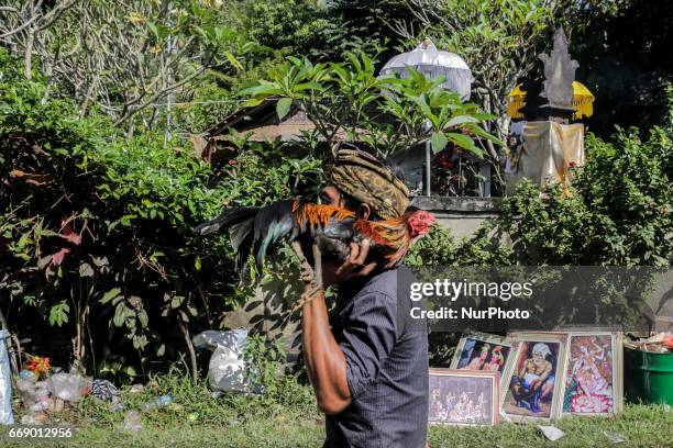 Balinese man dressed in traditional costumes carries his rooster during the sacred Aci Keburan ritual at Nyang Api Temple in Gianyar, Bali, Indonesia...