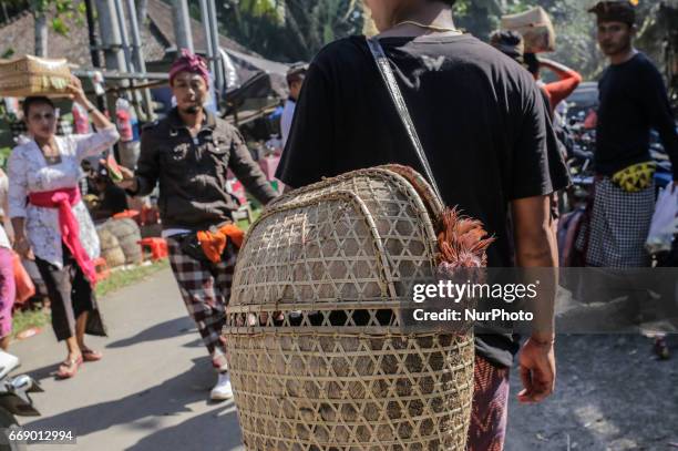 Balinese man carries his dead opponent rooster after the match during the sacred Aci Keburan ritual at Nyang Api Temple in Gianyar, Bali, Indonesia...