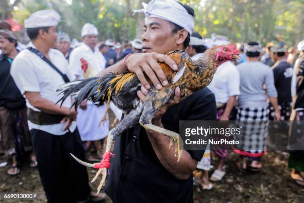 Balinese man dressed in traditional costumes carries his rooster during the sacred Aci Keburan ritual at Nyang Api Temple in Gianyar, Bali, Indonesia...