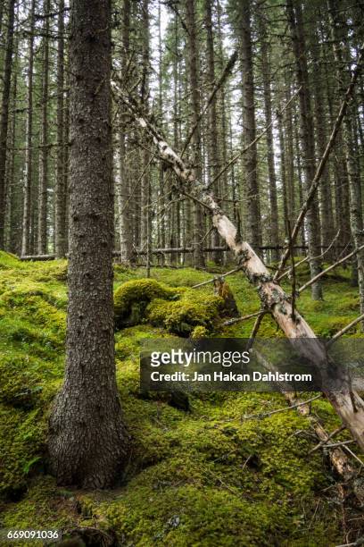 wild-wood forest - norway spruce stock pictures, royalty-free photos & images