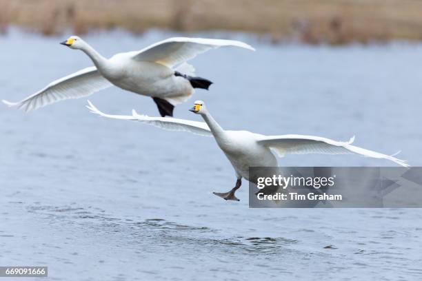 Pair of Whooper Swan, Cygnus cygnus, in flight and landing with wings spread wide at Welney Wetland Centre, Norfolk, England.