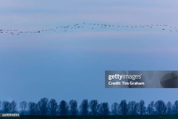 Wild goose chase - large lflock of Brent Geese, Branta bernicla, migratory birds in flight over wetlands in North Norfolk, England.