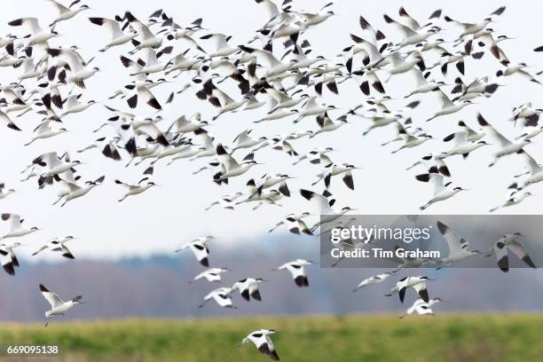 Large flock of Avocets, Recurvirostra, wading birds in flight above marshes and wetlands in North Norfolk, England.