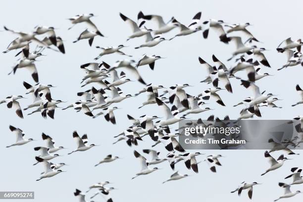 Crowd Flocking Park Ave Crowd Photos and Premium High Res Pictures - Getty Images
