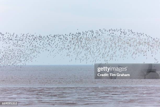 Wash Estuary at Snettisham - large flocks of Knots Calidris canutus, and Dunlins, Calidris alpina, gather in Norfolk, England.