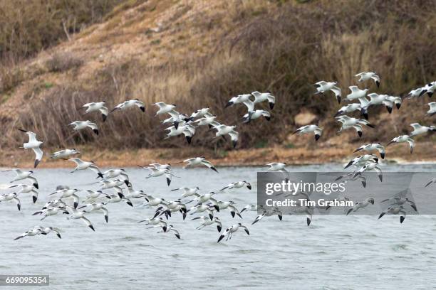 Large flock of Avocets, Recurvirostra, wading birds in flight over lagoon, wetlands and marshes in North Norfolk, England.