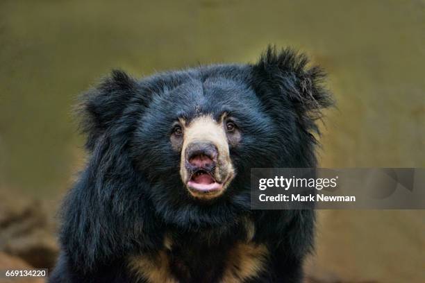 sloth bear - sloth bear stock pictures, royalty-free photos & images