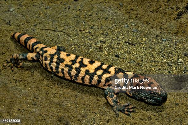 gila monster - gila monster stock pictures, royalty-free photos & images