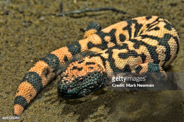 gila monster - gila monster stock pictures, royalty-free photos & images