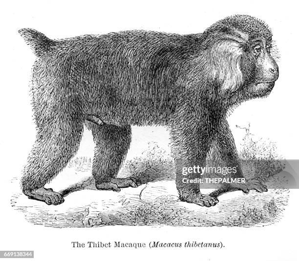 engraving 1878 - macaque stock illustrations