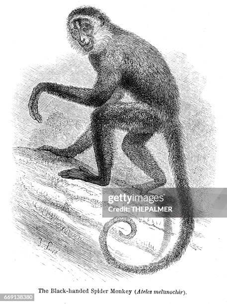 spider monkey engraving 1878 - spider monkey stock illustrations
