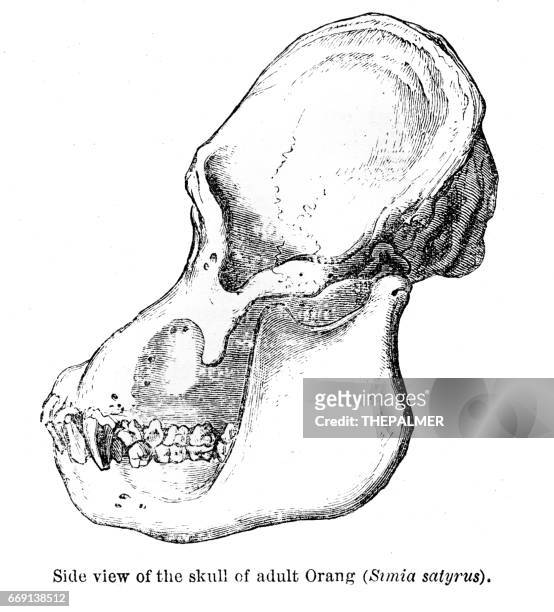 ilustraciones, imágenes clip art, dibujos animados e iconos de stock de cráneo de orangután grabado 1878 - orangután