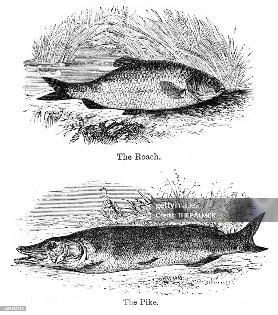 Pike and roach engraving 1878