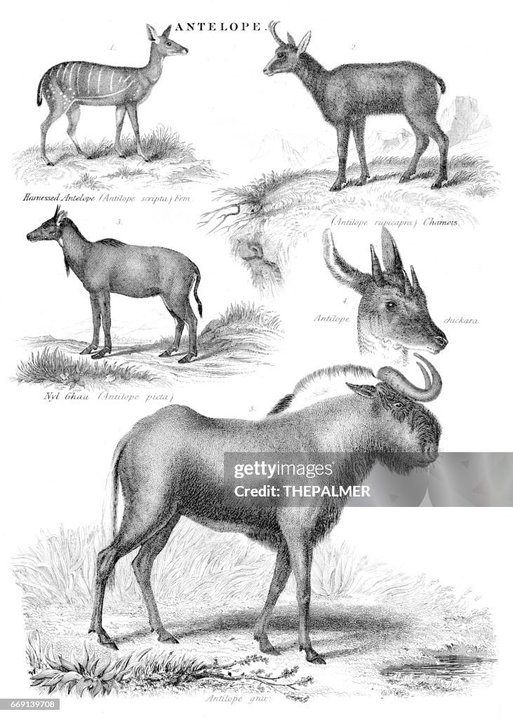 Antelopes engraving 1878