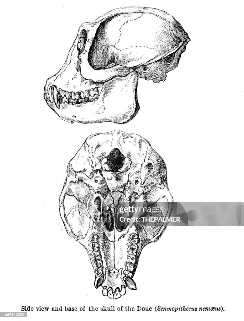 Douc monkey engraving 1878
