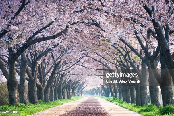 cherry blossom - busan 個照片及圖片檔