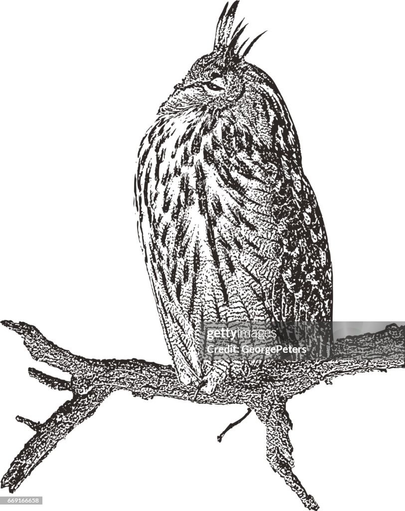 Eurasian Eagle Owl perched on a branch