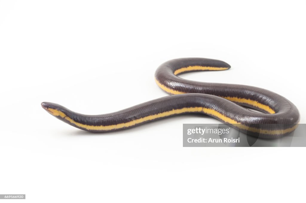 Supachai’s Snake Frog, Hillstream Caecilian - Ichthyophis supachaii