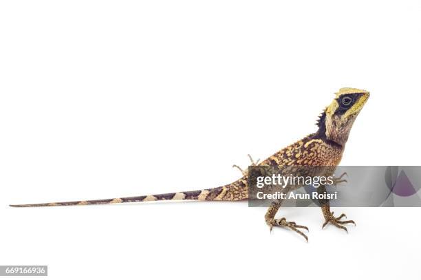 acanthosaura lepidogaster (brown pricklenape, scale-bellied tree lizard) - pijnappelklier stockfoto's en -beelden