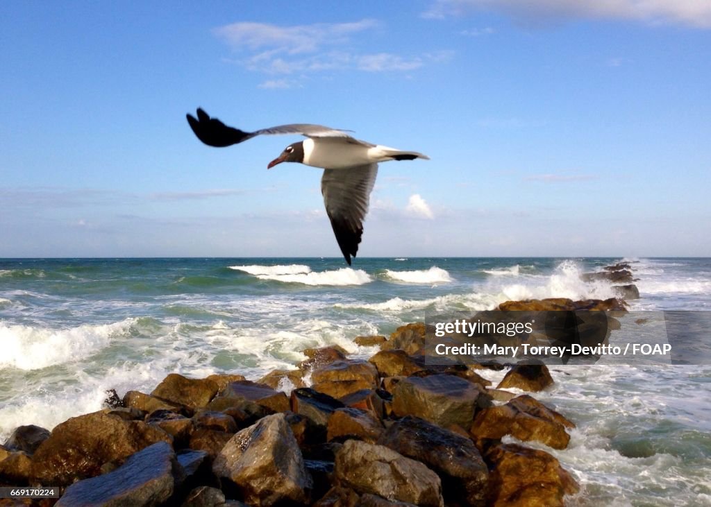 Laughing gulls soaring over the inlet, florida