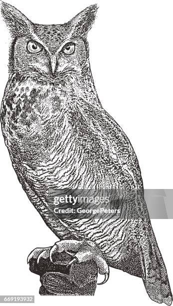 great horned owl perching - horned owl stock illustrations