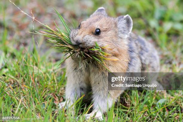 Pika Ereader 602 Pika Stock Photos, High-Res Pictures, and Images - Getty Images