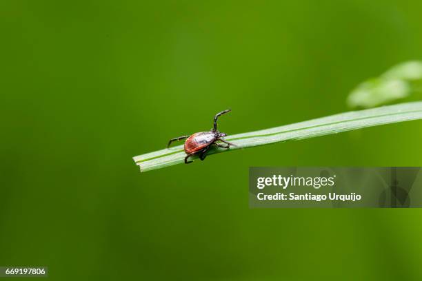macro of a tick on an herb - deer tick stock pictures, royalty-free photos & images