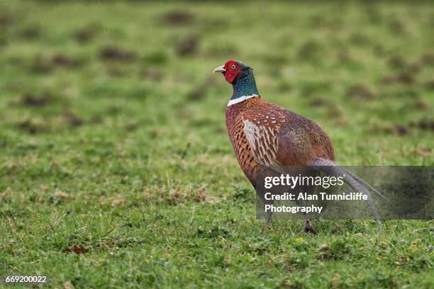 pheasant in the rain - gamebird stock pictures, royalty-free photos & images