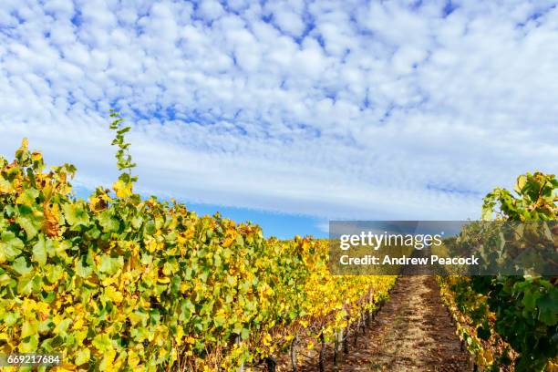 vineyards in the adelaide hills region - adelaide vineyard stock pictures, royalty-free photos & images