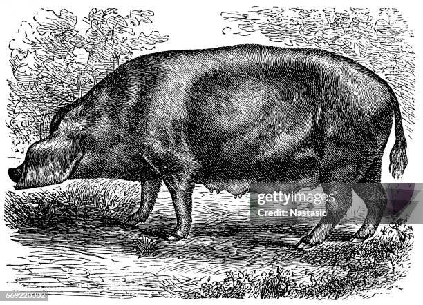 ilustrações, clipart, desenhos animados e ícones de bentheim pied preto, também conhecido como schwarz-wesses ou buntes bentheimer seu porco - schwarz