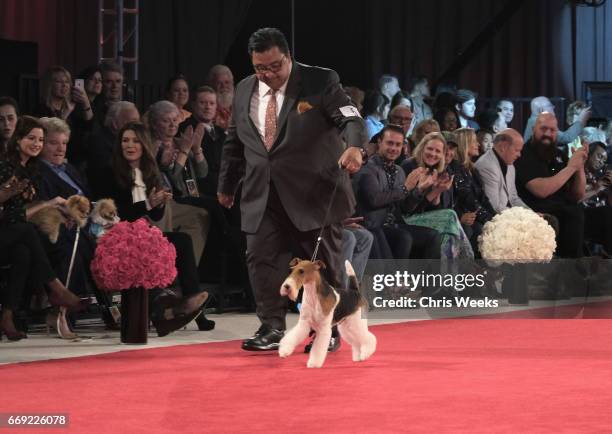 Dog competes at the Annual Kennel Club of Beverly Hills Dog Show at Pomona Fairplex on March 4, 2017 in Pomona, California.