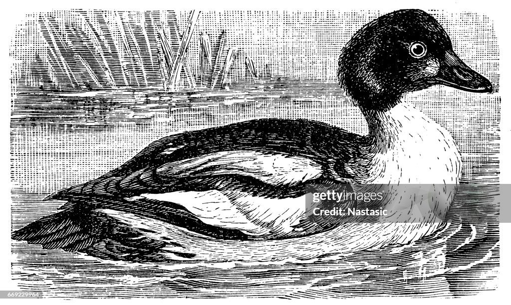 Eurasian goldeneye (Bucephala clangula clangula)