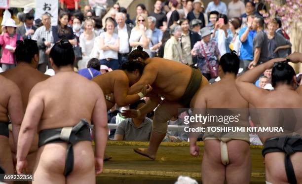 Sumo wrestlers take part in a "honozumo," a ceremonial sumo exhibition, on the grounds of Yasukuni Shrine in Tokyo on April 17, 2017. Sumo's top...