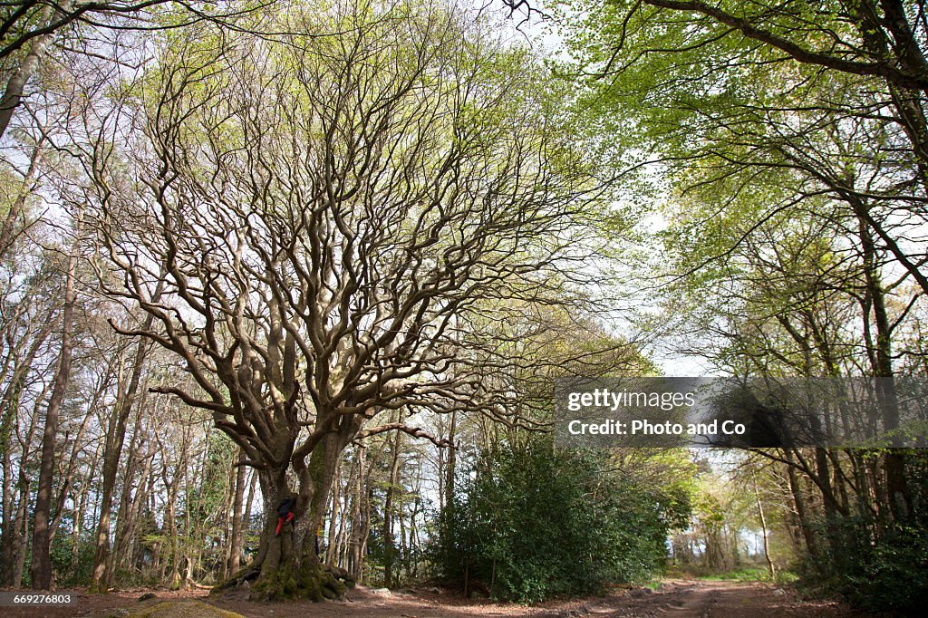 Old Beech Tree of Kervinihy